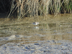 Charadrius hiaticula