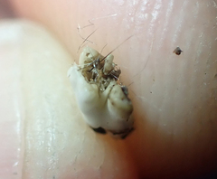 Urocyon cinereoargenteus