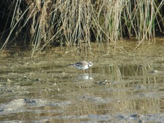 Charadrius hiaticula