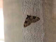 Xanthorhoe fluctuata