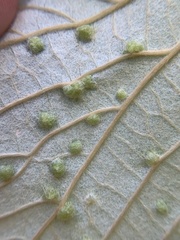 Daktulosphaira vitifoliae