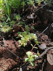 Portulaca oleracea