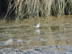 Charadrius hiaticula