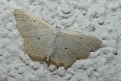 Scopula immutata