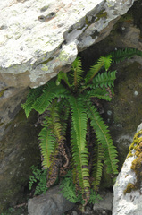 Polystichum lonchitis