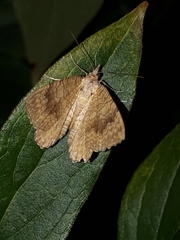 Camptogramma bilineata