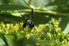 Zethus spinipes variegatus