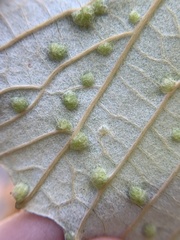 Daktulosphaira vitifoliae