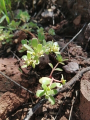 Portulaca oleracea