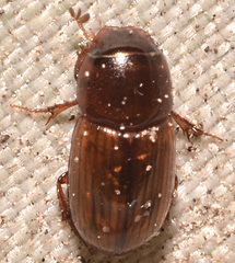 Labarrus cincticulus