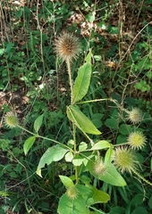 Dipsacus strigosus