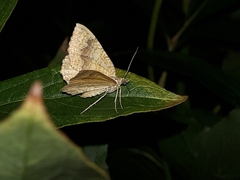 Camptogramma bilineata