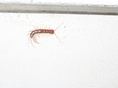 Lithobius variegatus