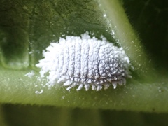 Pseudococcus