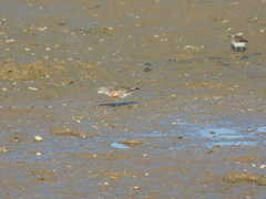 Calidris ferruginea