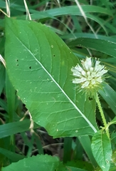 Dipsacus strigosus