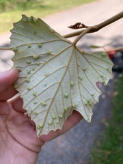Daktulosphaira vitifoliae