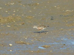 Calidris ferruginea