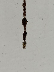 Cyclosa