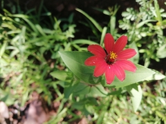Zinnia peruviana