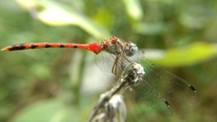 Sympetrum ambiguum