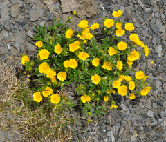 Potentilla aurea