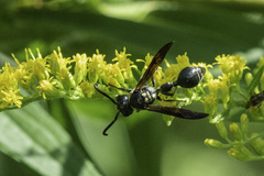 Zethus spinipes variegatus