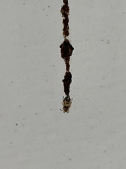 Cyclosa