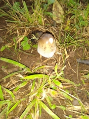 Amanita vaginata