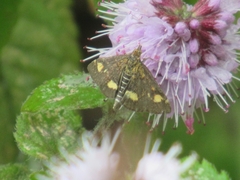 Pyrausta aurata