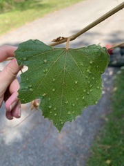 Daktulosphaira vitifoliae
