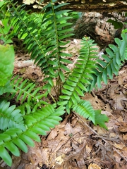 Polystichum acrostichoides