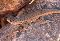 Sceloporus consobrinus