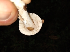 Amanita vaginata