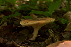 Agaricales