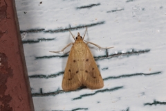 Achyra nudalis