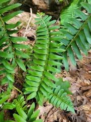 Polystichum acrostichoides