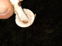 Amanita vaginata