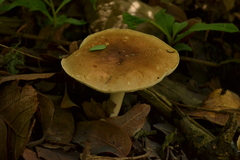 Agaricales