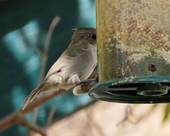 Baeolophus inornatus