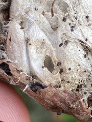 Insecta