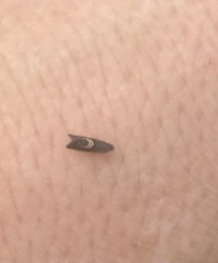 Grapholita interstinctana