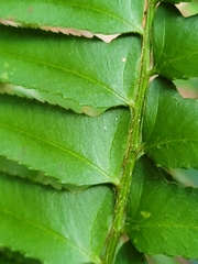 Polystichum acrostichoides