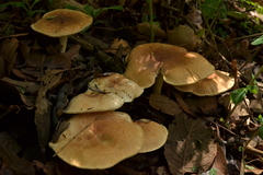 Agaricales
