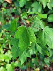 Acer rubrum