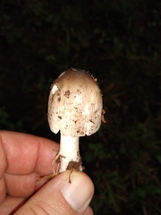 Amanita vaginata