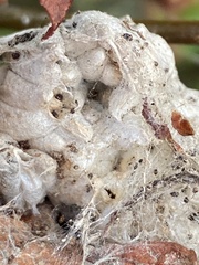 Insecta