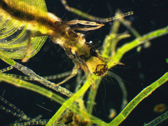 Hydroptilidae