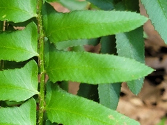 Polystichum acrostichoides