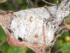 Insecta
